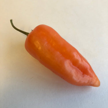 Aji Benito - Seeds - The Pepper Pantry (Formerly Marie Sharp's)